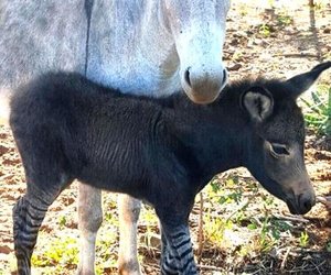 Wat kry jy as jy ‘n donkie met ‘n zebra kruis?